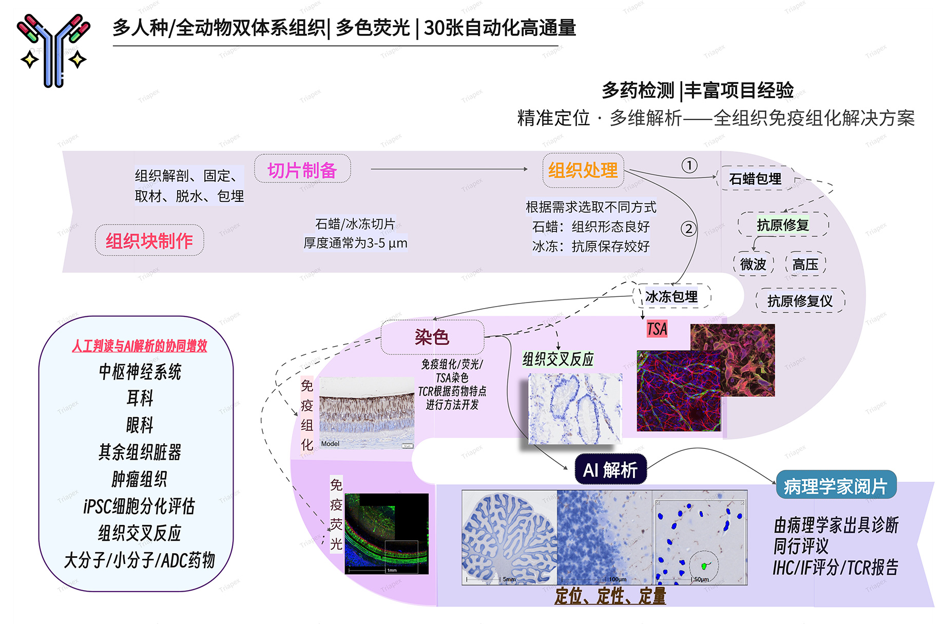 组织交叉反应试验