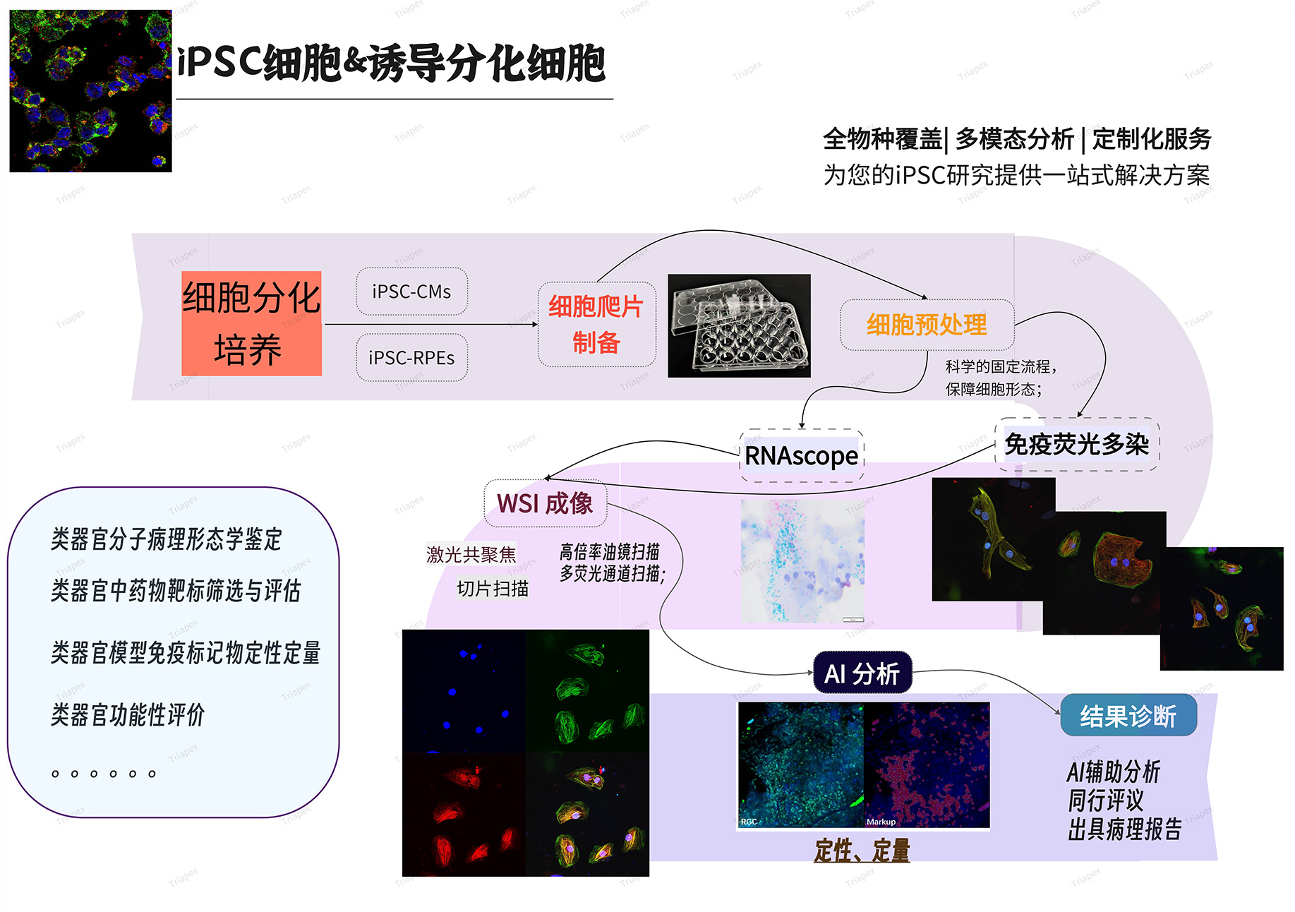 IPSC